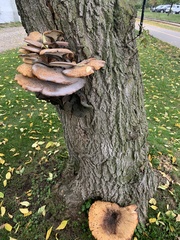 Cerioporus squamosus