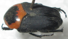 Pseudoclinteria cincticollis