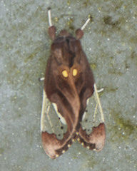 Bertholdia flavidorsata