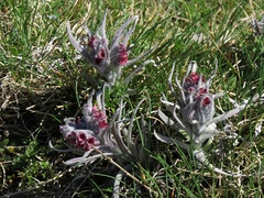 Cynoglossum magellense