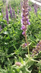 Salvia nemorosa