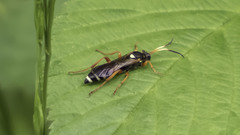Ichneumon ambulatorius