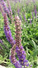 Salvia nemorosa