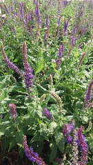 Salvia nemorosa