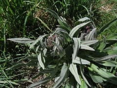 Solenanthus apenninus