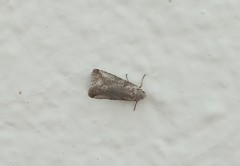 Aleptina