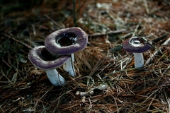 Russula caerulea