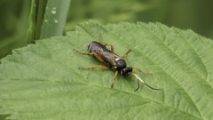 Ichneumon ambulatorius