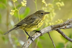 Kirtland's Warbler photo 4