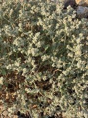 Tidestromia suffruticosa