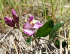 Rhinotropis californica
