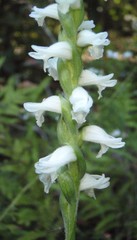 Spiranthes bightensis