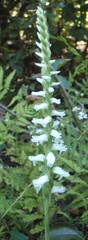 Spiranthes bightensis