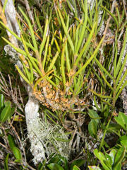 Tridactyle tridentata