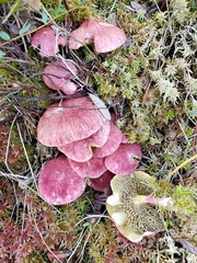 Suillus paluster
