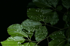 Aceria nervisequa