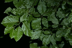Aceria nervisequa