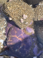 Paraxanthus barbiger