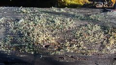 Cladonia botrytes