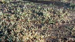 Cladonia botrytes