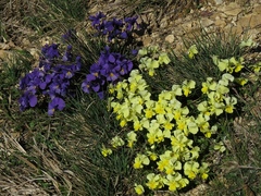 Viola eugeniae