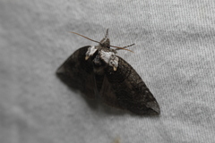 Euthyatira semicircularis