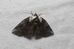 Euthyatira semicircularis