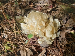 Sparassis spathulata