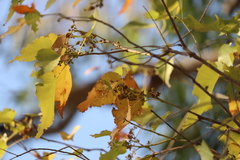 Brachychiton diversifolius