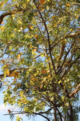 Brachychiton diversifolius