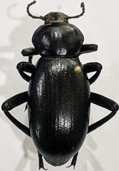 Eleodes grandicollis