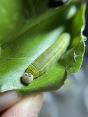 Polygonus leo histrio