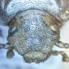 Eleodes grandicollis