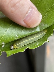 Polygonus leo histrio