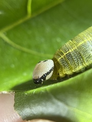 Polygonus leo histrio