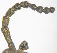 Eleodes grandicollis