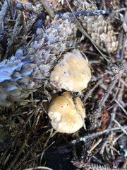 Cantharellus roseocanus