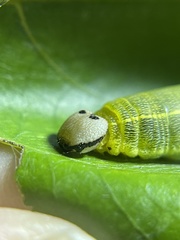 Polygonus leo histrio