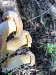 Cantharellus roseocanus