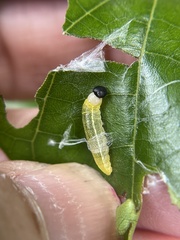 Polygonus leo histrio