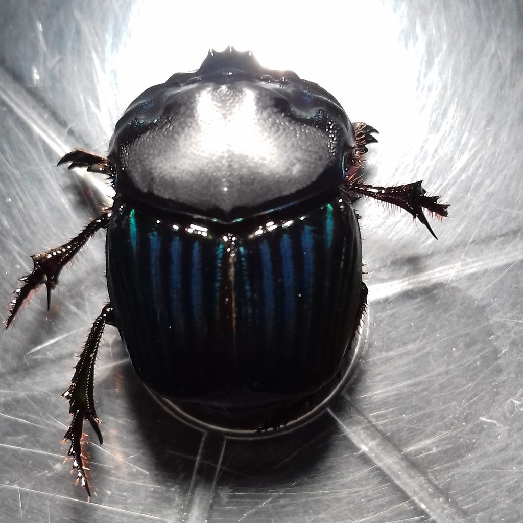 Coprophanaeus gilli