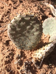 Opuntia aurea