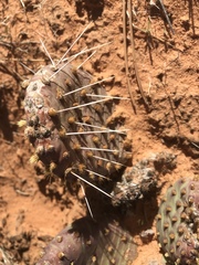 Opuntia aurea