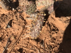 Opuntia aurea