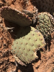 Opuntia aurea