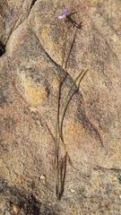 Oxalis livida altior