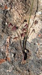 Oxalis livida altior