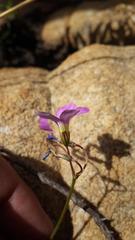 Oxalis livida altior