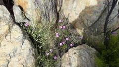 Oxalis livida altior