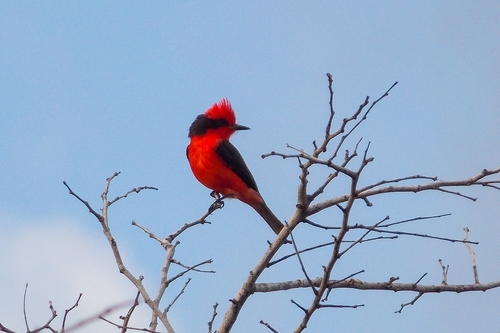 Vermilion Flycatcher